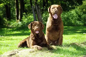 Retriever Prints: DOG. Chesapeake bay retriever laying next to chesapeake bay retriever sitting on tree root