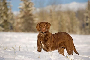Meadow Gallery: Dog - Chesapeake Bay Retriever standing in meadow in winter