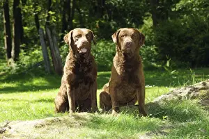 DOG. Chesapeake bay retrivers sitting together on tree root