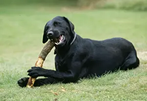 Gnawing Prints: Dog Chewing stick