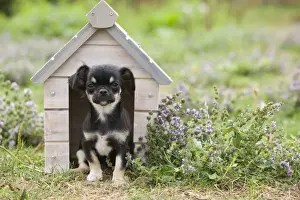 Dog - Chichuahua - 8 week old puppy