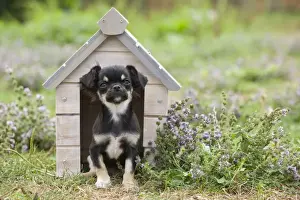 Dog - Chichuahua - 8 week old puppy