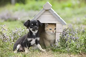 British Shorthair Prints: Dog - Chichuahua - 8 week old puppy with Briitsh shorthair 8 week old kitten