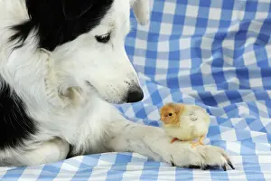 Easter Prints: DOG. Chick sitting on border collies paw