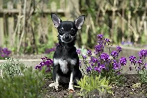 Images Dated 2nd May 2013: DOG - Chihuahua