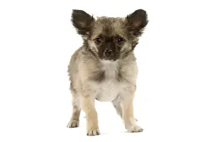 Dog - Chihuahua