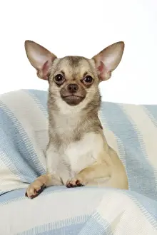 DOG. Chihuahua