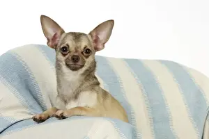 DOG. Chihuahua