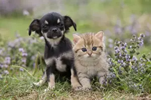 Dog - Chihuahua - 8 week old puppy with Briitsh shorthair 8 week old kitten