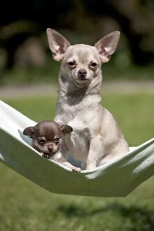 Images Dated 2nd May 2013: DOG - Chihuahua