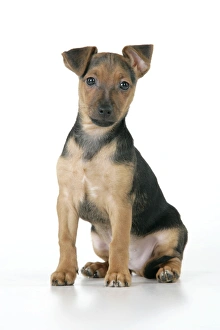 Images Dated 28th December 2008: Dog - Chihuahua cross Dachshund - 7 week old puppy