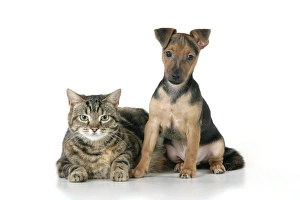 Images Dated 28th December 2008: Dog - Chihuahua cross Dachshund - 7 week old puppy with Tabby cat
