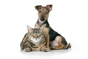 Images Dated 28th December 2008: Dog - Chihuahua cross Dachshund - 7 week old puppy with Tabby cat