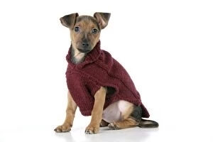 Images Dated 28th December 2008: Dog - Chihuahua cross Dachshund - Wearing wooly coat