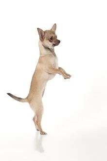 DOG - Chihuahua dancing