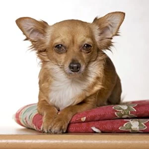 Dog - Chihuahua dog