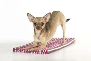 DOG - Chihuahua doing yoga ( play bow ) on a towel