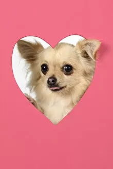 Portraits Collection: DOG, Chihuahua, with head though pink heart shaped hole, studio