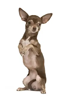 Begging Prints: Dog - Chihuahua on hind legs dog dancing in studio