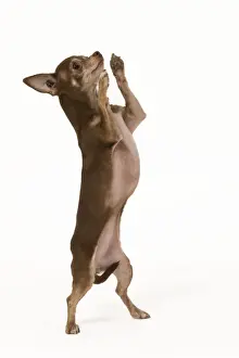 Dog - Chihuahua on hind legs dog dancing in studio