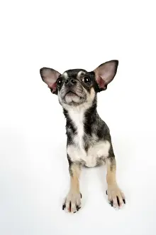 Chihuahuas Prints: DOG. Chihuahua laying down looking towards ceiling