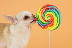Orange Collection: DOG. Chihuahua licking giant lollipop
