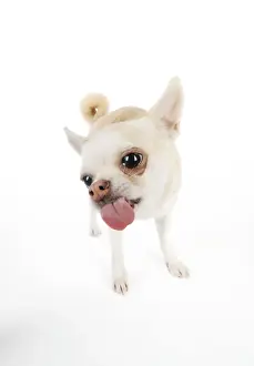 Licking Prints: DOG. Chihuahua licking the screen