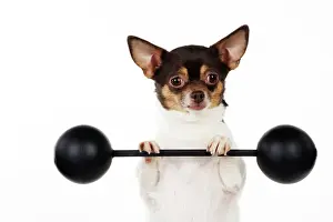 Chihuahuas Prints: DOG. Chihuahua lifting weights