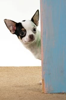 DOG - Chihuahua looking around door