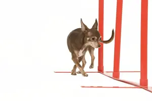 Obedience Prints: Dog - Chihuahua performing agility tasks