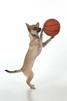 DOG - Chihuahua playing basketball
