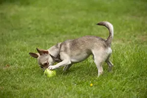 DOG - Chihuahua playing in garden