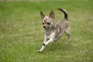 Smooth Haired Prints: DOG - Chihuahua playing in garden