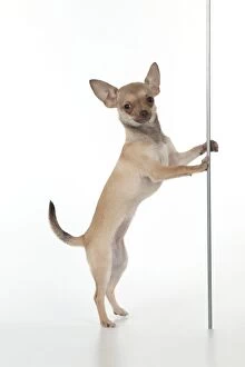 DOG - Chihuahua pole dancing