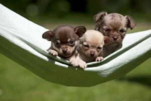 Images Dated 2nd May 2013: DOG - Chihuahua puppies