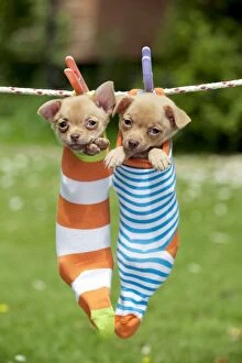 Puppies Collection: DOG - Chihuahua puppies hanging in socks (4 weeks)