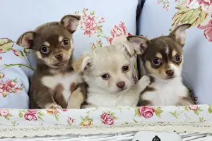 DOG. Chihuahua puppies sitting together in basket