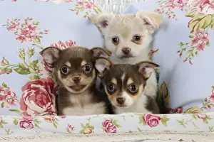 DOG. Chihuahua puppies sitting together in basket