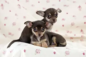 DOG - Chihuahua puppies sitting on blanket