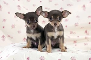 Images Dated 23rd April 2011: DOG - Chihuahua puppies sitting on blanket