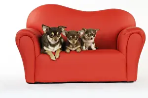 Sofa Prints: DOG. Chihuahua and puppies sitting on mini sofa