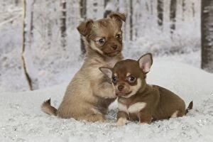 DOG - Chihuahua puppies sitting in snow (6 weeks)