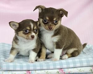 Images Dated 10th February 2011: DOG. Chihuahua puppies sitting on stack of cloths