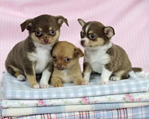 Images Dated 10th February 2011: DOG. Chihuahua puppies sitting on stack of cloths