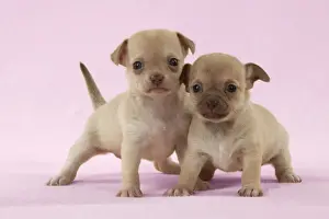 Chihuahuas Prints: DOG - Chihuahua puppies standing together (6 & 4 weeks) Digital Manipulation: background to pink