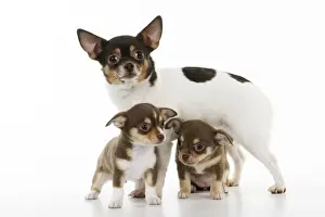 DOG. Chihuahua puppies standing in front of chihuahua