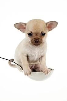 DOG - Chihuahua puppy