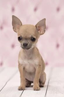 Dog Chihuahua puppy