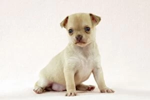 Images Dated 28th June 2012: DOG - Chihuahua puppy (6 weeks) Digital Manipulation: faded background peach colour