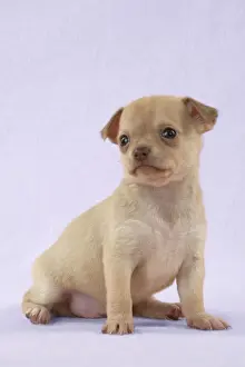 Lilac Prints: DOG - Chihuahua puppy (6 weeks) Digital Manipulation: background to lilac